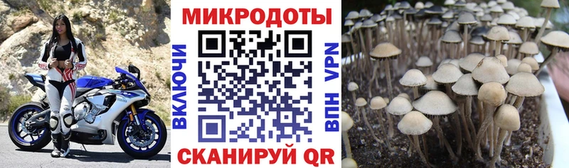 дарнет шоп  Новоржев  Псилоцибиновые грибы прущие грибы 